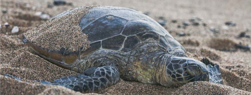 sea turtle a-bay