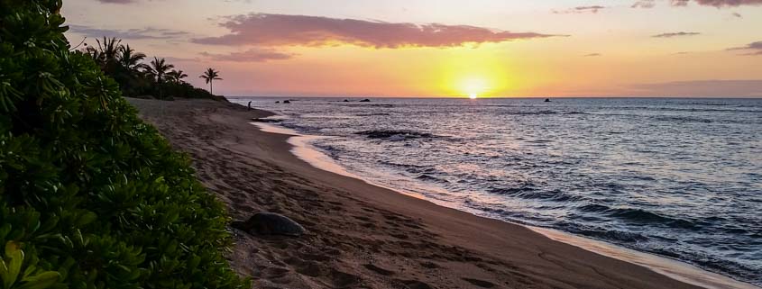 sea turtle at sunset