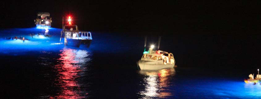 Boat Tour to Snorkel with Manta Rays