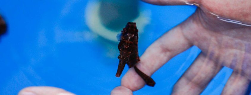 At the end of the tour, you get to meet a seahorse!