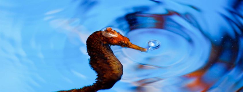 The Seahorse Farm breeds seahorses for aquariums.